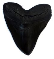 Megalodon Giant Shark Tooth (Black)