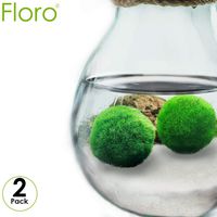 Floro Large Marimo Moss Balls, 1.2 Inches, Easy to Grow Aquatic Plants, Pair of Vibrant Green, Naturally Spherical, Low-Maintenance, Excellent for Both Novice and Experienced Gardeners, 2 Pack