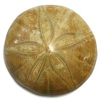 Authentic Polished Sand Dollar Fossil (2-3 inches) - Sea Urchin