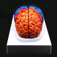 Human Brain Model,Color-Coded Partitioned Brain，2 Parts, Anatomically Accurate Brain Model Life Size Human Brain Anatomy for Science Classroom Study Display Teaching Medical Model