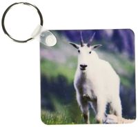 3dRose Mountain Goat, Glacier National Park, Montana - US27 RNU0010 - Rolf Nussbaumer - Key Chains, 2.25 x 4.5 inches, set of 4 (kc_92140_2)