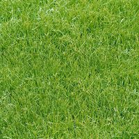 DCWVE Die Cuts with A View Open Stock Paper 12 x 12-Single-Sided-Grass OS-003-00002