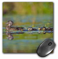 3dRose LLC 8 x 8 x 0.25 Inches Mouse Pad, Washington, Wood Duck Swimming, Gary Luhm (mp_95631_1)