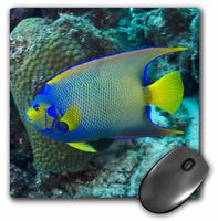 Queen Angelfish, Bonaire, Netherlands Antilles-CA09 POX0007- Mouse Pad, 8 by 8 inches (mp_71889_1)