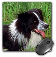 3dRose LLC 8 x 8 x 0.25 Inches Mouse Pad, Border Collie (mp_1244_1)