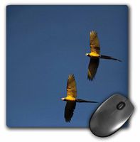 3dRose LLC 8 x 8 x 0.25 Blue-and-Yellow Macaw Bird Iwokrama Reserve Guyana Pete Oxford Mouse Pad (mp_86540_1)