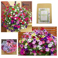 Petunias Seeds"Crazy Mixture" (Rainbow Colors) for Indoor & Garden Planting, 500 Non-GMO Perennial Potted Petunia Hybrida Vines/Flower Seeds