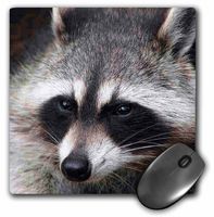 3dRose LLC 8 x 8 x 0.25 Inches Mouse Pad, Raccoon (mp_4658_1)