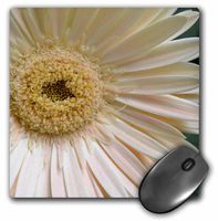 3dRose LLC 8 x 8 x 0.25 Inches Mouse Pad, Light Pink Gerbera (mp_22953_1)