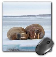 3dRose Norway Svalbard Spitsbergen Walrus Pair on Floating Sea Ice Mouse Pad (mp_189222_1)