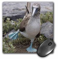 3dRose LLC 8 x 8 x 0.25 Inches Mouse Pad, Ecuador Galapagos Islands Blue Footed Booby Cindy Miller Hopkins (mp_86141_1)