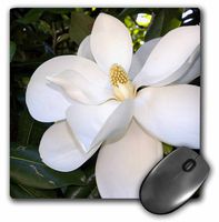 3dRose 8 x 8 x 0.25 Inches Mouse Pad, Magnolia Tree (mp_88102_1)