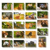 Wild Animal Postcards - 40 Postcards - Bulk Set - Featuring Tigers, Bears, Giraffes, Elephants, & More - 4 x 6 Inches