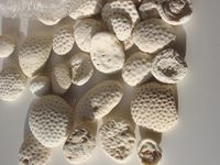 100% NATURAL Beach Fossil Sea rocks coral rock 1lb ocean sea shells Beach florida fossils reefs