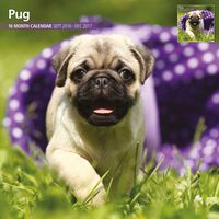 Magnet & Steel 2017 Pug Calendar, Traditional Wall Calendar