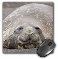 3dRose LLC 8 x 8 x 0.25 Inches Mouse Pad, Janyes Gallery (mp_74899_1)