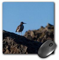 3dRose LLC 8 x 8 x 0.25 Inches Sandpiper Standing at Attention at Lake Laberge, Yukon Territory Mouse Pad (mp_16877_1)