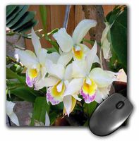 3dRose LLC 8 x 8 x 0.25 Inches Orchid Mouse Pad (mp_1067_1)