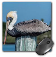 3dRose USA, Florida, New Smyrna Beach, pelican roosting on pylon. - Mouse Pad, 8 by 8 inches (mp_209667_1)