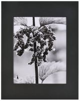 Nielsen Bainbridge PRE-Cut Center 11"X14" ARTCARE Black Photo MAT W/ 8"X10" Opening, 10 Piece