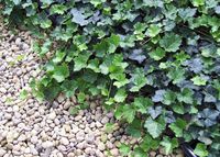 Jmbamboo - Baltic English Ivy 8 Plants - Hardy Groundcover - 2 1/4" Pot
