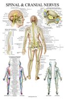 Spinal Nerves Anatomical Chart - Spine and Cranial Nervous System Anatomy Poster (with Dermatomes) (Laminated, 18 x 27)