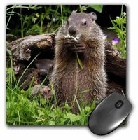 3drose USA, Minnesota, Sandstone Groundhog Feeding On A Flower - Mouse Pad