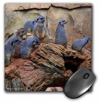 3D Rose Meerkats - Mouse Pad, 8 by 8 inches (mp_34537_1)