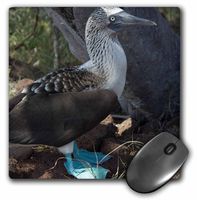 3dRose LLC 8 x 8 x 0.25 Ecuador Galapagos Islands Blue-Footed Booby Cindy Miller Hopkins Mouse Pad (mp_86130_1)