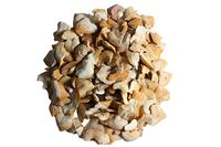 1/2 LB Corax Shark Teeth Bulk Fossils Wholesale - Real Authentic Shark Tooth - High Grade Fossils