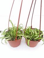 *Two Bonnie Curly Spider Plant Easy Cleans the Air - 4" Pot- Unique From Jmbamboo