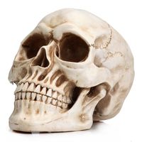 Readaeer Life Size Replica Realistic Human Skull Head Bone Model