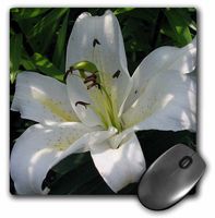 3dRose LLC 8 x 8 x 0.25 Inches Mouse Pad, White Lily - May Birth Flower, Birth Flower, Lily, Lilies, Lilium, Flowering Plants, Plants (mp_46875_1)