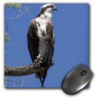 3dRose LLC 8 x 8 x 0.25 Osprey Bird Perch Santee Lakes in San Diego CA Diane Johnson Mouse Pad (mp_83741_1)