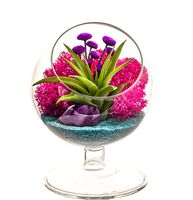 Bliss Gardens Air Plant Terrarium - 4" Round Glass Pedestal Kit - Turquoise Passion