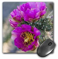 3dRose 8 x 8 x 0.25 Inches Mouse Pad, New Mexico, Tree Cholla Cactus Succulent (mp_92990_1)