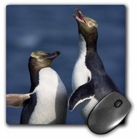 3dRose LLC 8 x 8 x 0.25 Inches Mouse Pad, Yellow-Eyed Penguin, Enderby is, Auckl and, New Zeal and -Au02 Ksc0010 - Kevin Schafer (mp_74386_1)
