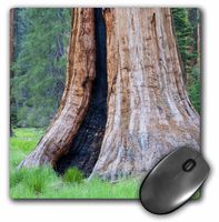 3D Rose"Ca Sequoia Np Big Trees Trail Giant SequoiasUs05 Jwi0143Jamie and Judy Wild" Matte Finish Mouse Pad - 8 x 8" - mp_88500_1