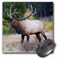 3dRose LLC 8 x 8 x 0.25 Inches Mouse Pad, Rolf Nussbaumer (mp_84254_1)