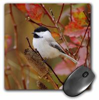 3dRose LLC 8 x 8 x 0.25 Inches Mouse Pad, Rolf Nussbaumer (mp_84428_1)