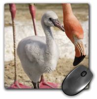 3D Rose"Caribbean Flamingos Tropical Bird CaliforniaUs05 Mpr0055Maresa Pryor" Matte Finish Mouse Pad - 8 x 8" - mp_88558_1