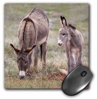 3dRose LLC 8 x 8 x 0.25 Inches Mouse Pad, South Dakota Custer Wild Burros, Jamie and Judy Wild (mp_92835_1)
