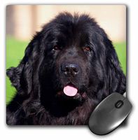 3dRose USA, California. Newfoundland Portrait. Mouse Pad, 8" x 8" (mp_192373_1)