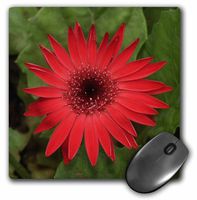 3dRose LLC 8 x 8 x 0.25 Inches Mouse Pad, Red Gerber (mp_1241_1)