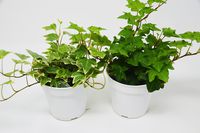 2 Different English Ivy plants- Live House Plant - FREE Care Guide - 4" Pot - Ground Cover -
