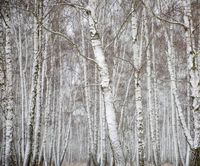 10x8ft White Birch Forest Winter Backdrop Snowflake Photo Shoot Background Winter Forest White Christmas Trees Photography Studio Props Adult Artistic Portrait Natural Scenic Digital Video Wallpaper