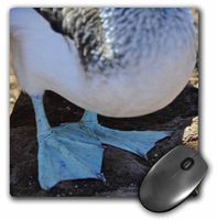3dRose LLC 8 x 8 x 0.25 Inches Mouse Pad, Blue Footed Booby with Chick,Sula Nebouxii Excisa, (mp_10102_1)