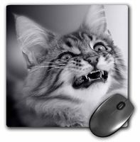 3dRose LLC 8 x 8 x 0.25 Inches Mouse Pad, Chaton Maine Coon (mp_11340_1)