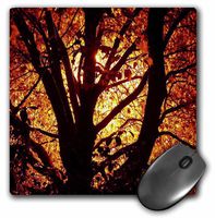 3dRose LLC 8 x 8 x 0.25 Inches Mouse Pad, Autumn Sun Shining Through The Tree (mp_36417_1)