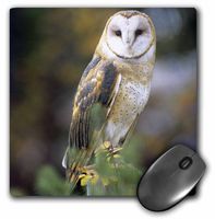 3dRose LLC 8 x 8 x 0.25 Inches Mouse Pad, John Alves (mp_84070_1)